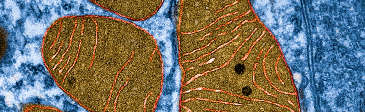 Mitochondria image - IPCMB